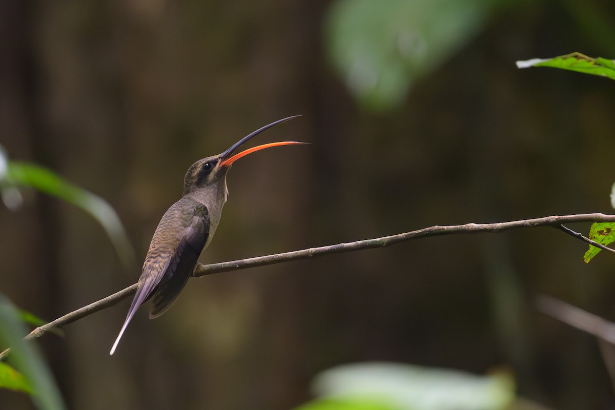 Great-billed Hermit - ML638078661