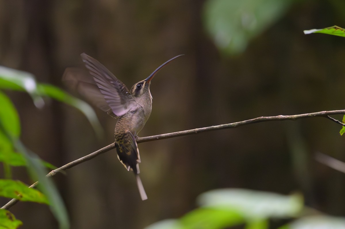 Great-billed Hermit - ML638078662