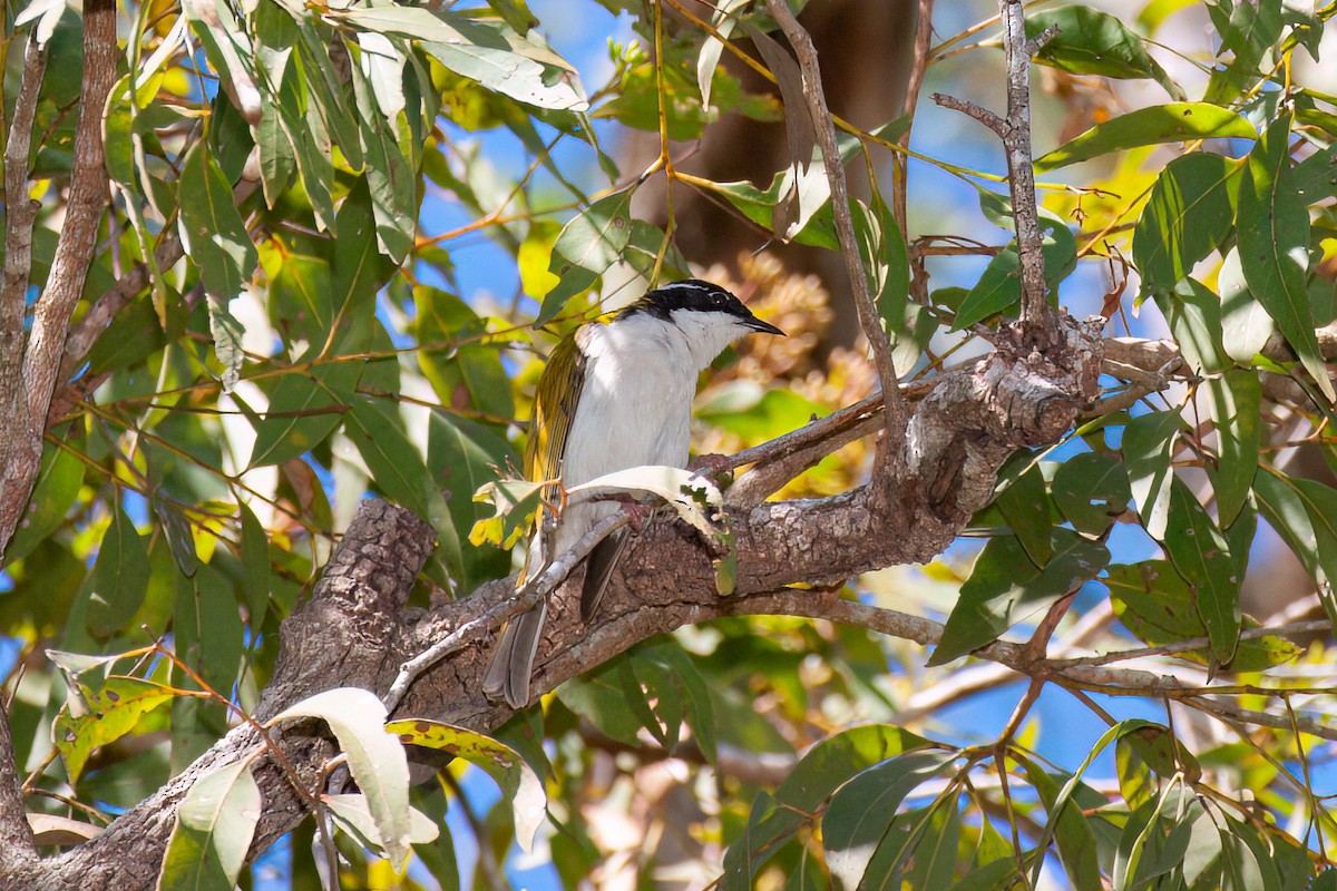 White-throated Honeyeater - ML638078675