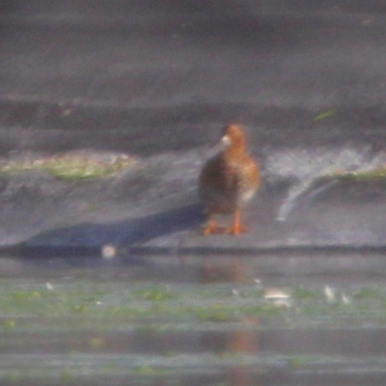 duck sp. - ML638078688