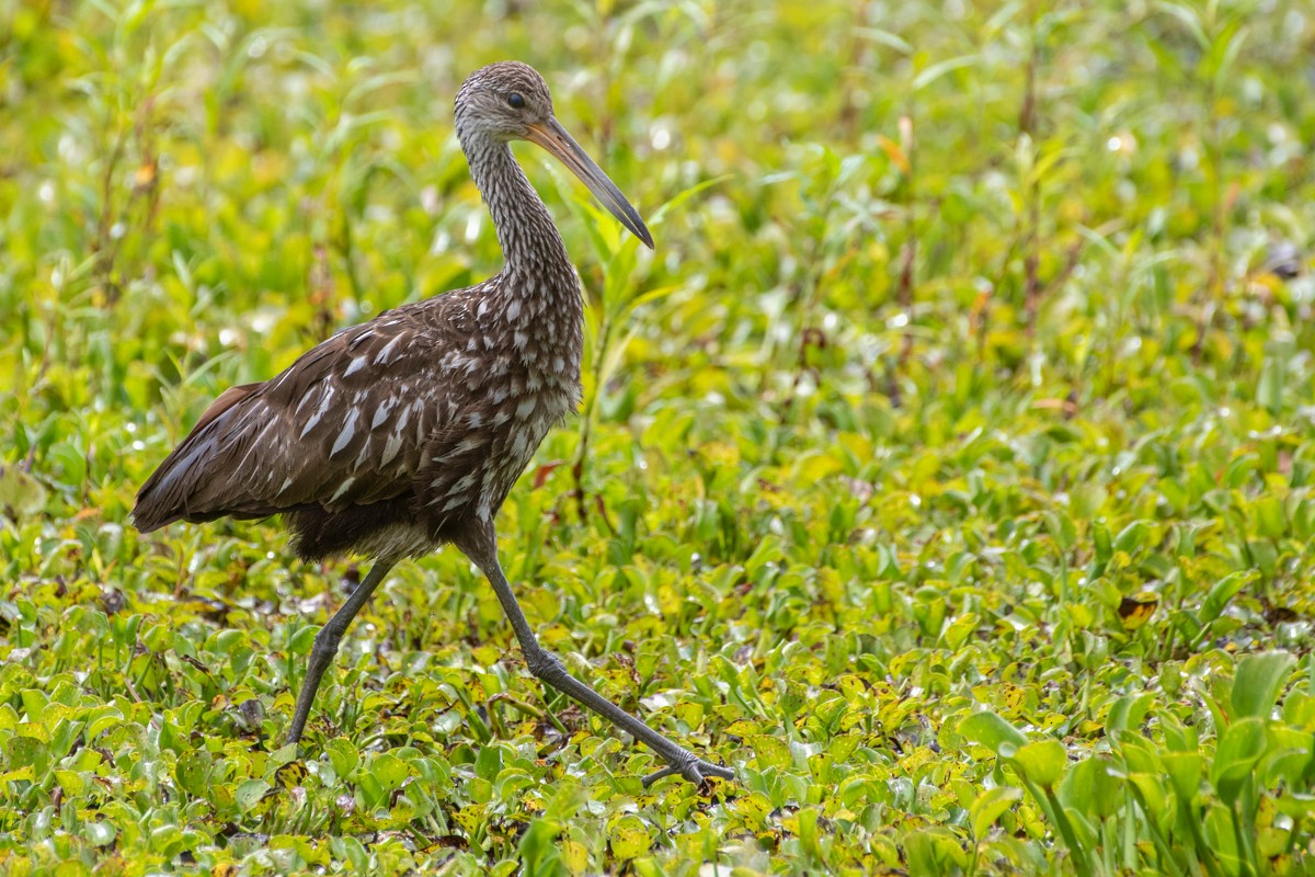 Limpkin - ML638078689