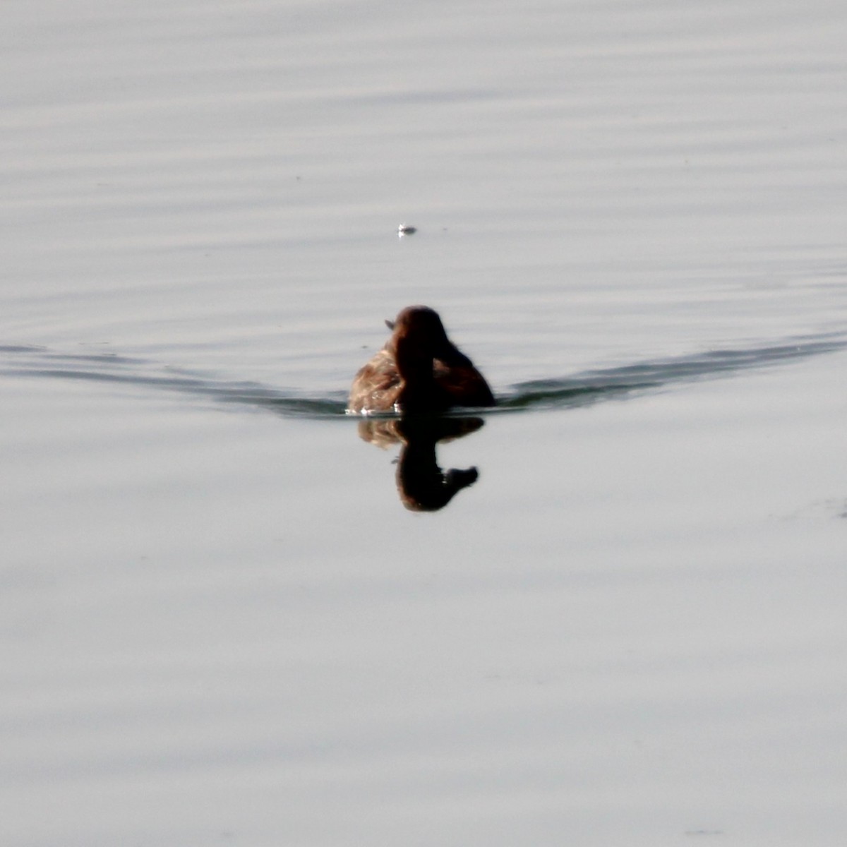 duck sp. - ML638078690