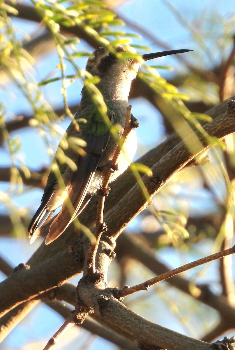 Glittering-bellied Emerald - ML638078708
