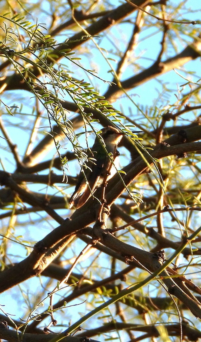 Glittering-bellied Emerald - ML638078710