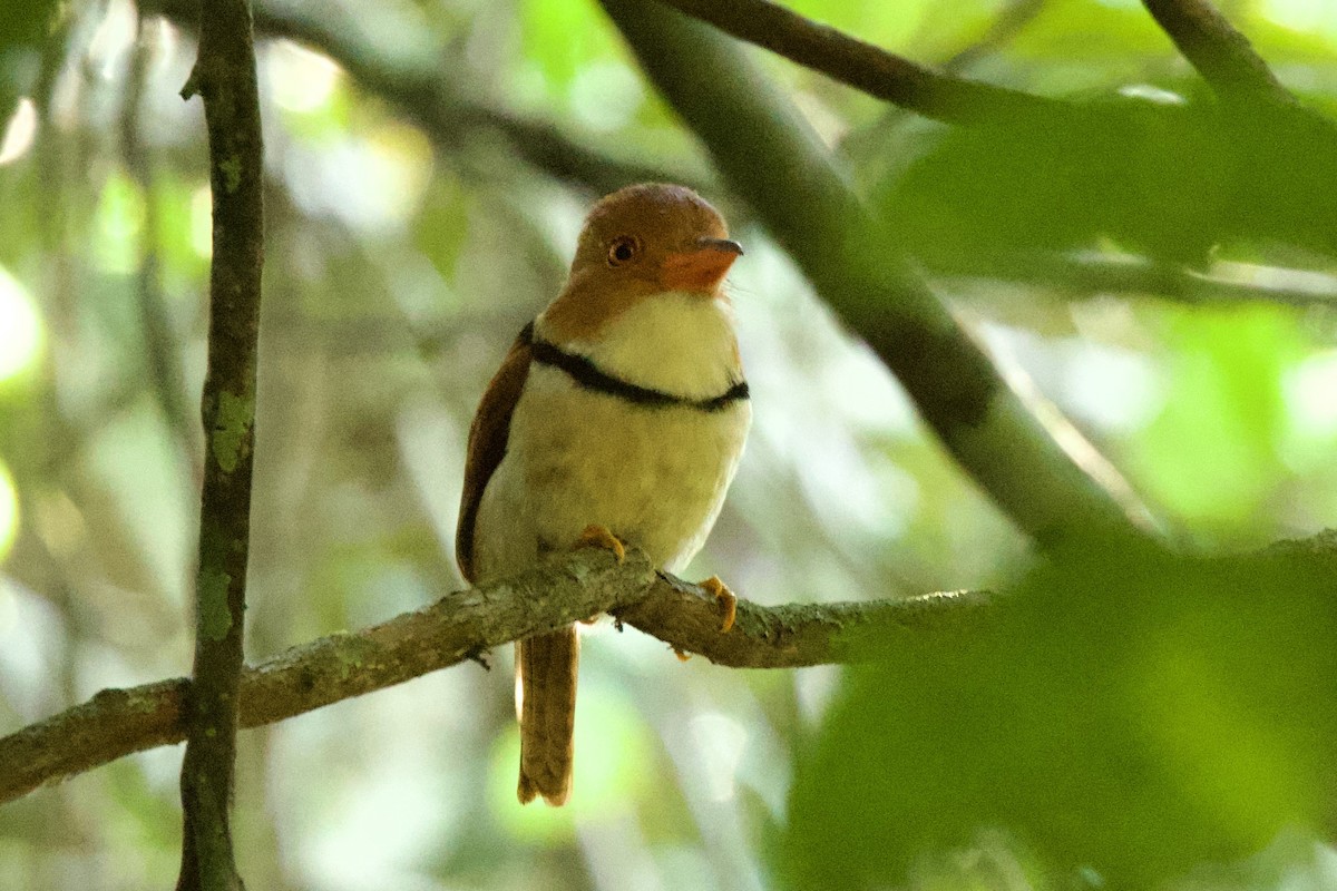 Collared Puffbird - ML638078719