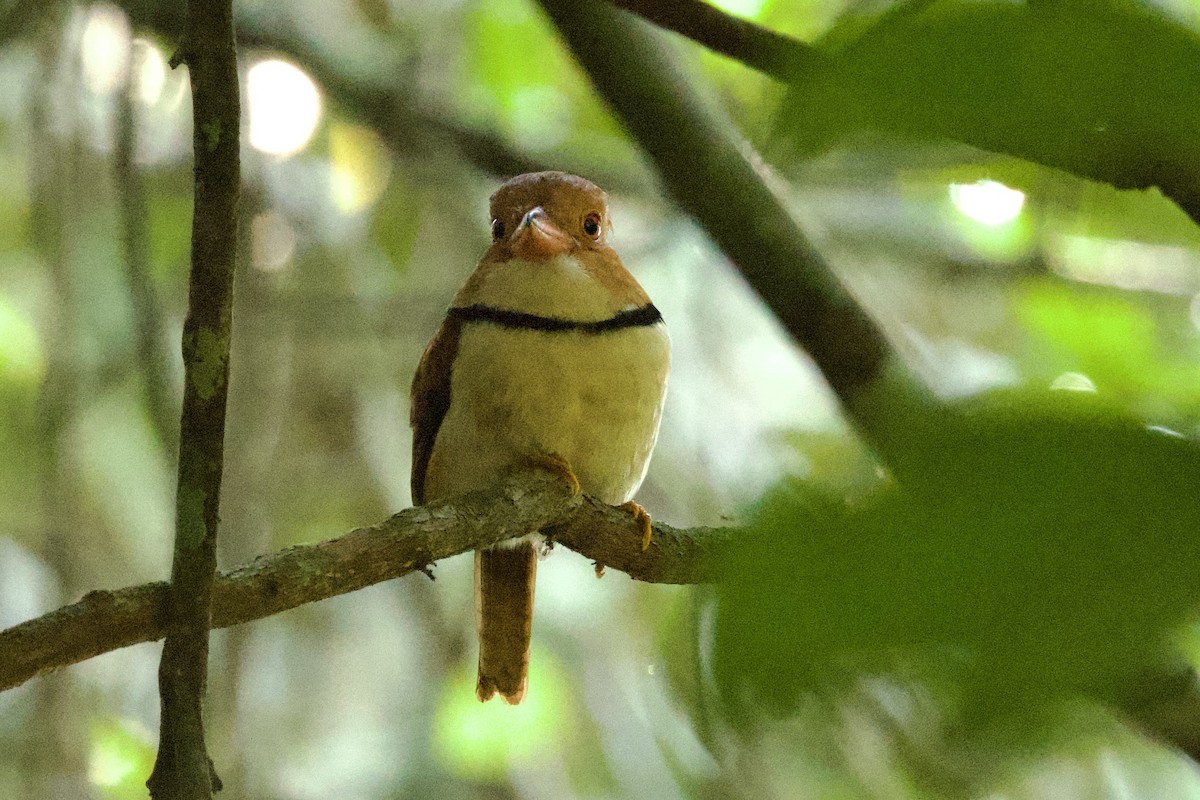Collared Puffbird - ML638078720