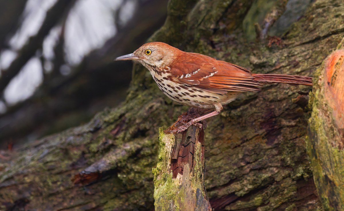 Brown Thrasher - ML638078729