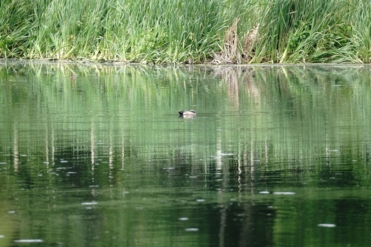 Blue-winged Teal - ML638078740