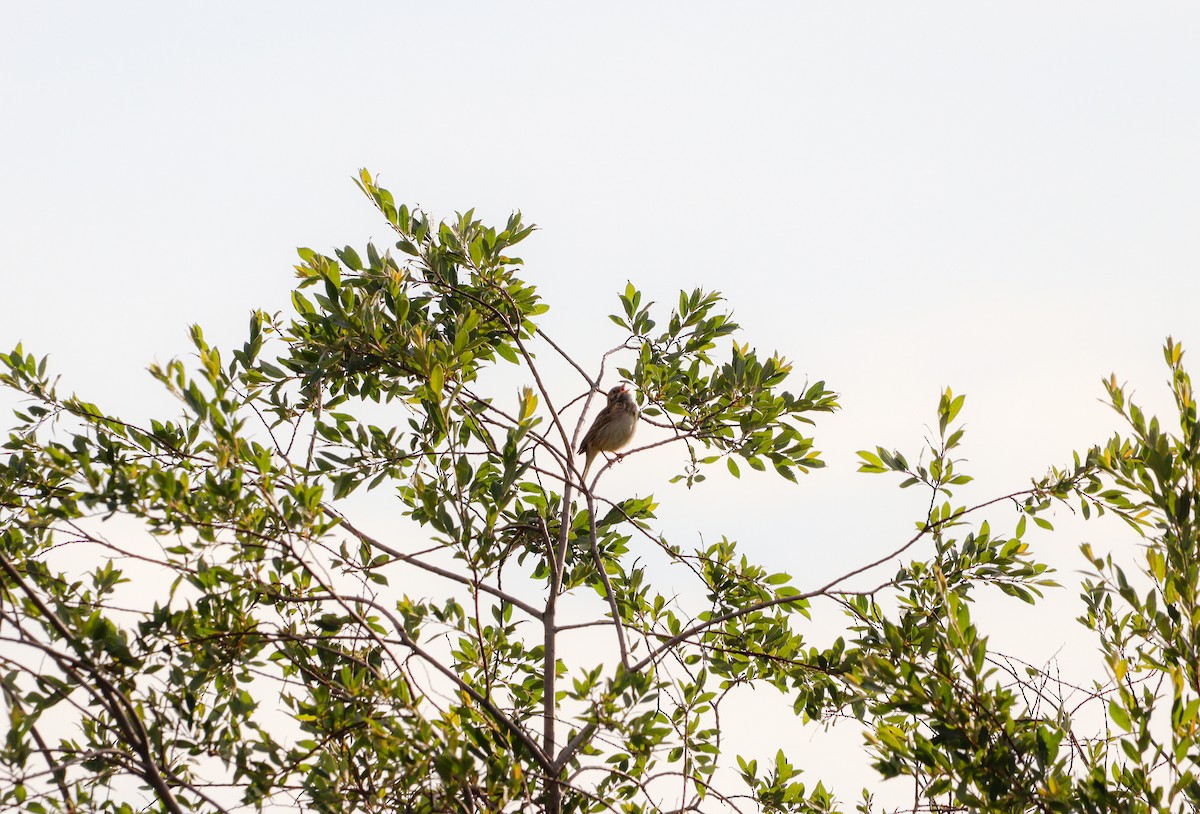 Vesper Sparrow - ML638078837