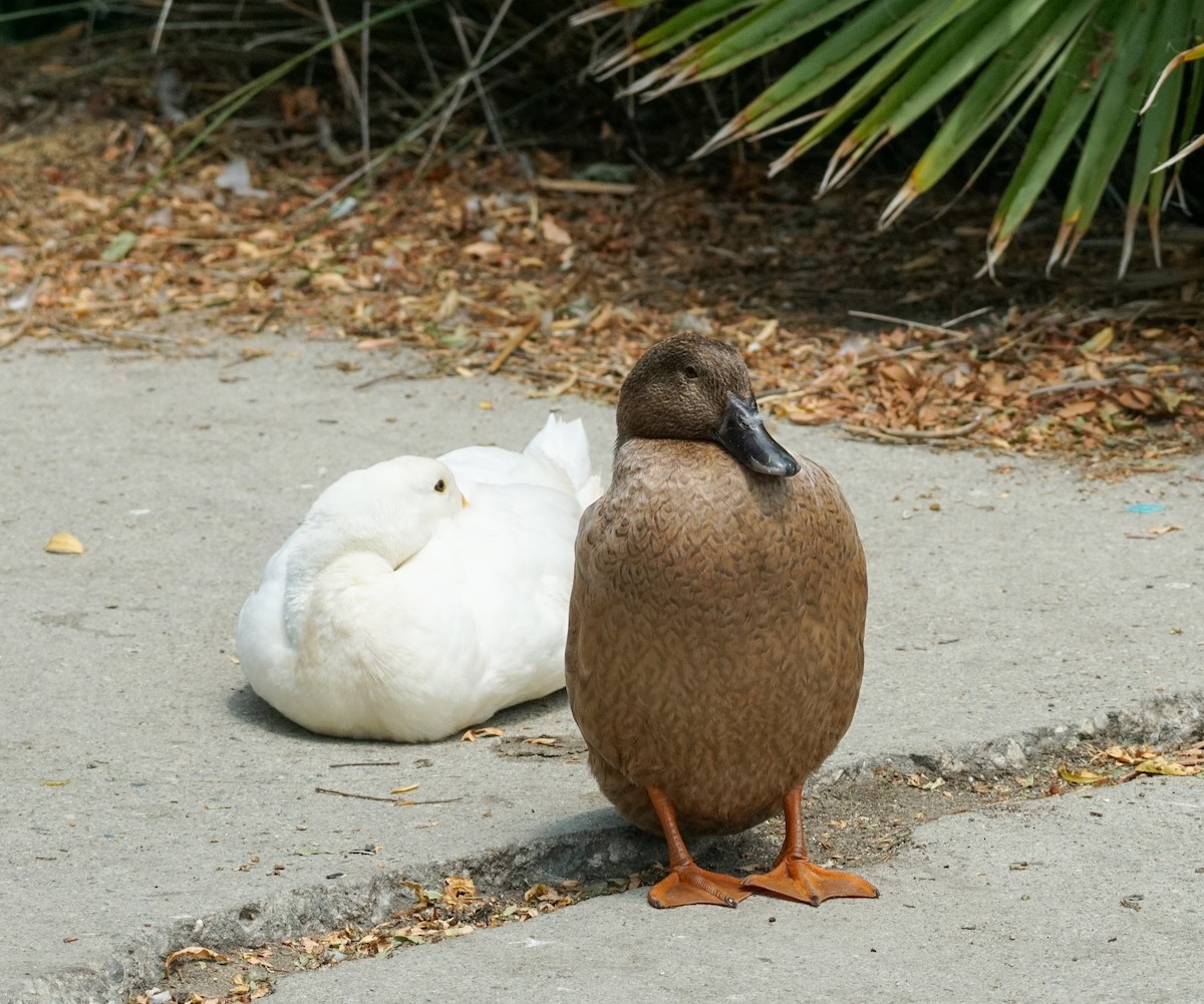 duck sp. - ML638078841