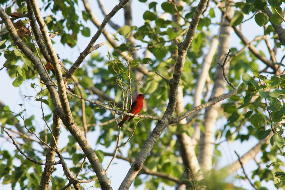 Scarlet Tanager - ML638078851