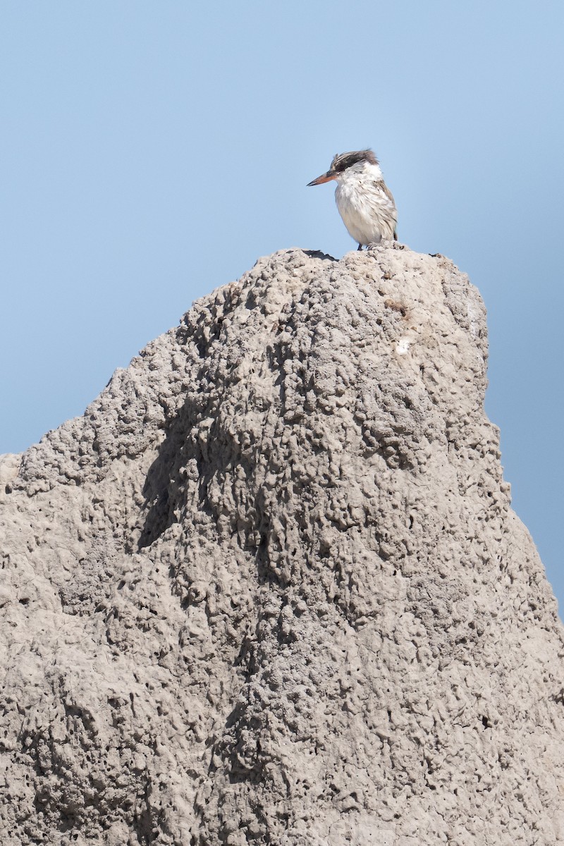 Striped Kingfisher - ML638078852
