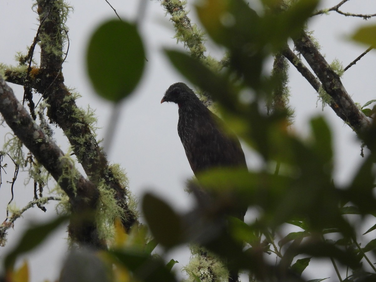 Andean Guan - ML638078876