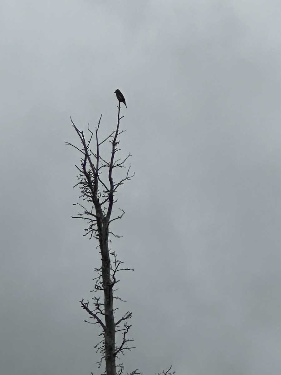 Olive-sided Flycatcher - ML638078877