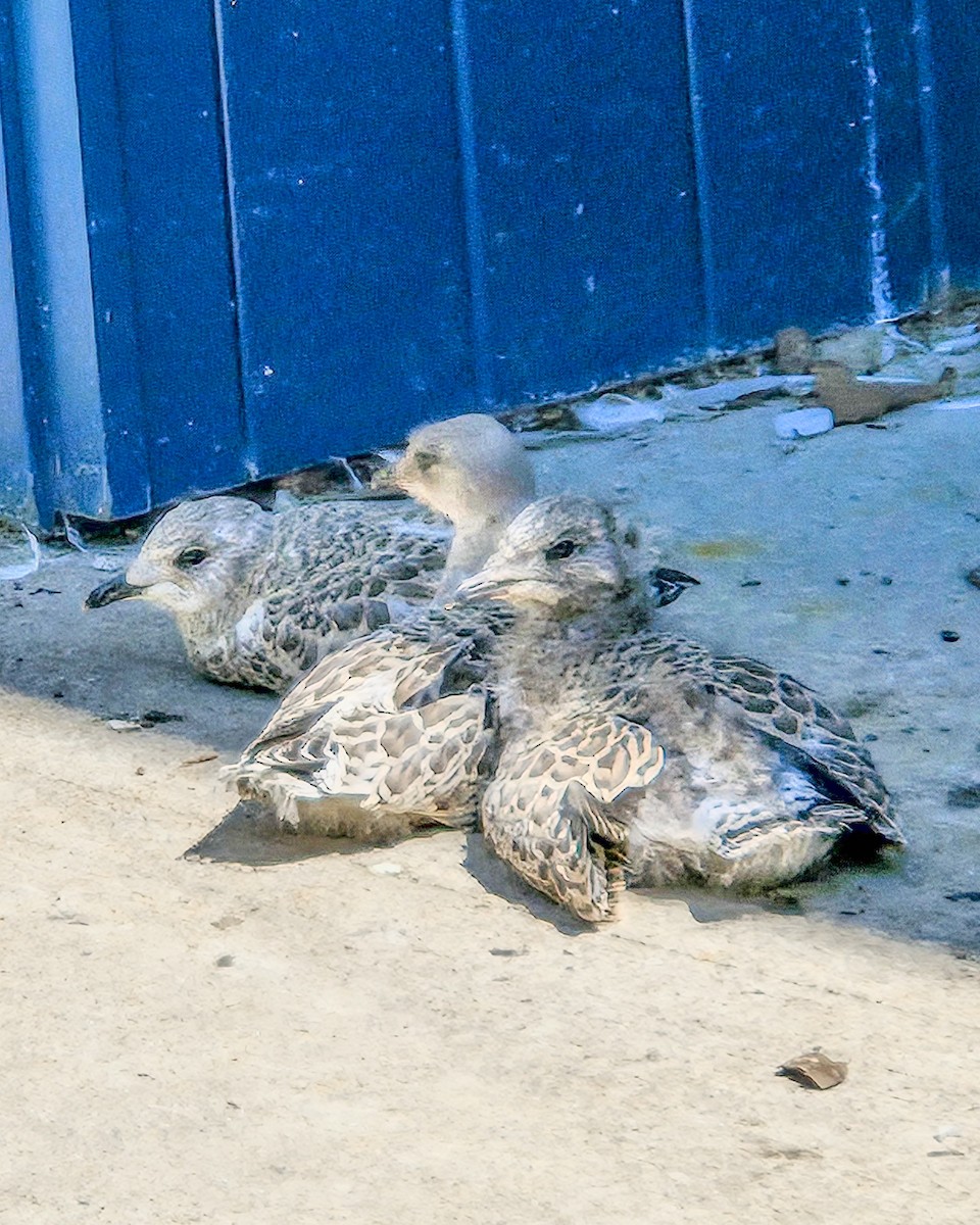 Ring-billed Gull - ML638078895