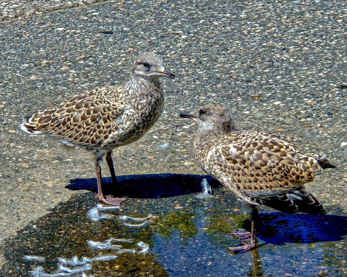Ring-billed Gull - ML638078896