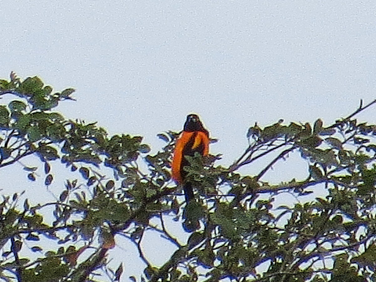 Orange-backed Troupial - ML638078938
