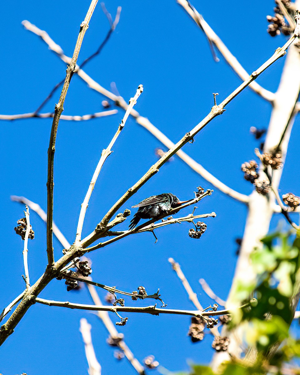 Glittering-throated Emerald - ML638078944