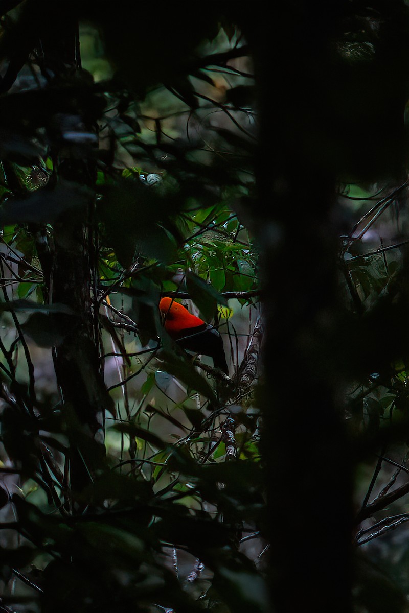 Andean Cock-of-the-rock - ML638078955