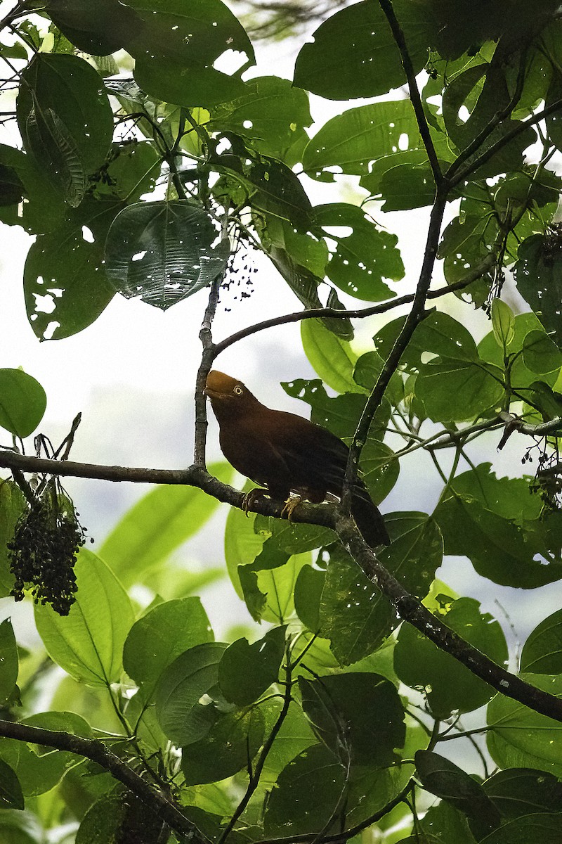 Andean Cock-of-the-rock - ML638078956