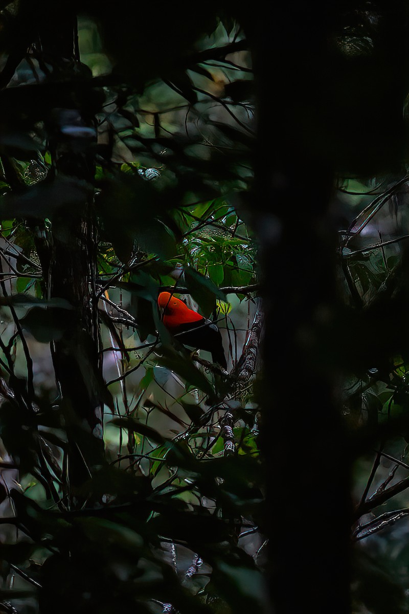 Andean Cock-of-the-rock - ML638078958