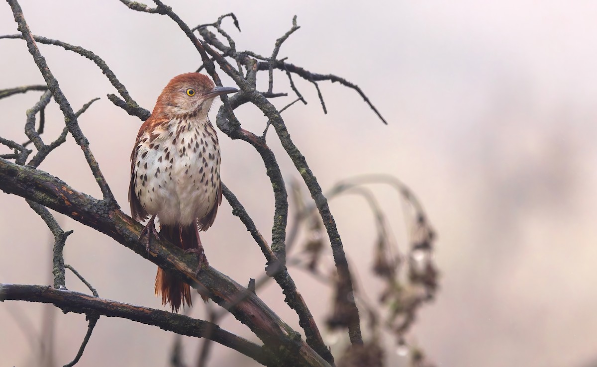 Brown Thrasher - ML638078970