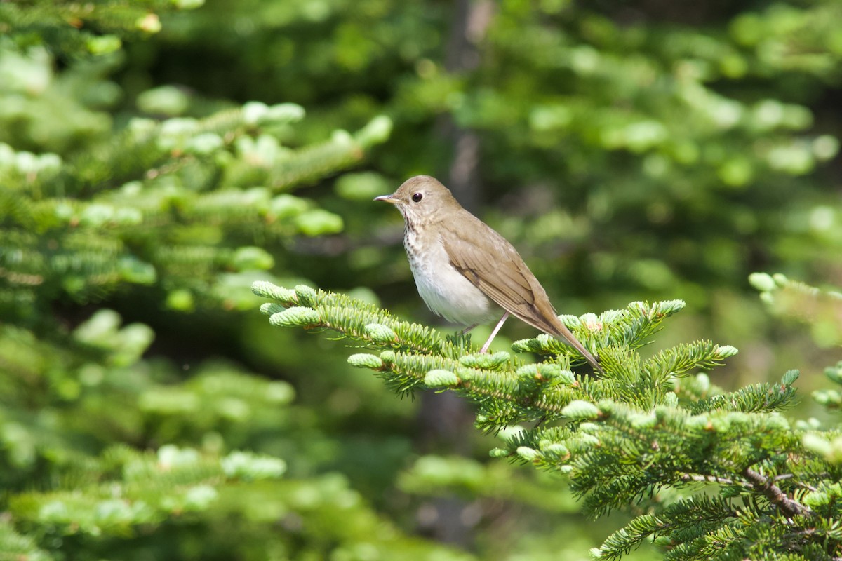 Bicknell's Thrush - ML638079007