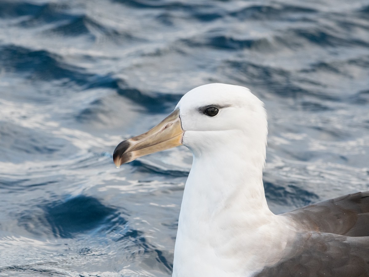 Black-browed Albatross (Black-browed) - ML638079047
