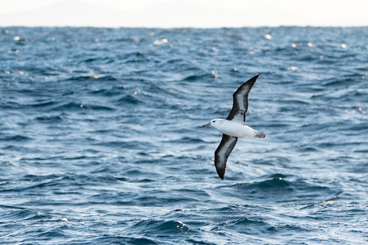 Black-browed Albatross (Black-browed) - ML638079051