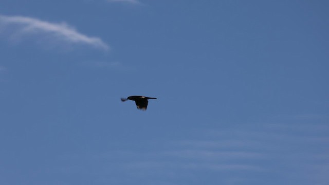 Cooper's Hawk - ML638079061
