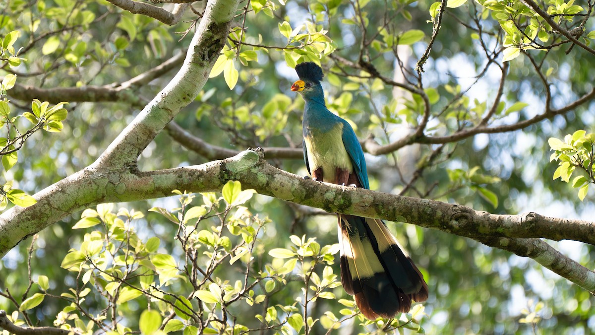 Great Blue Turaco - ML638079069