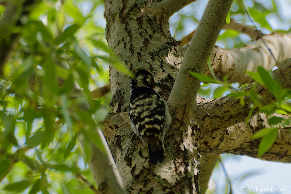 Lesser Spotted Woodpecker - ML638079077