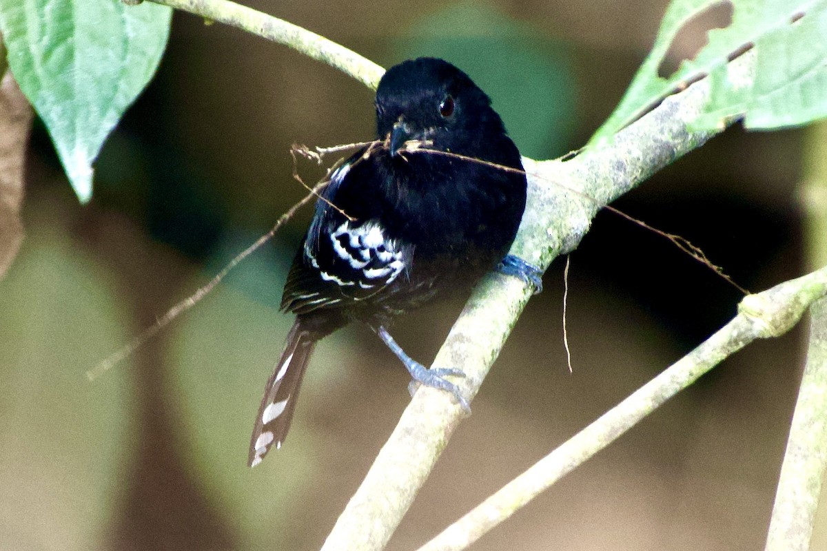 Variable Antshrike - ML638079079