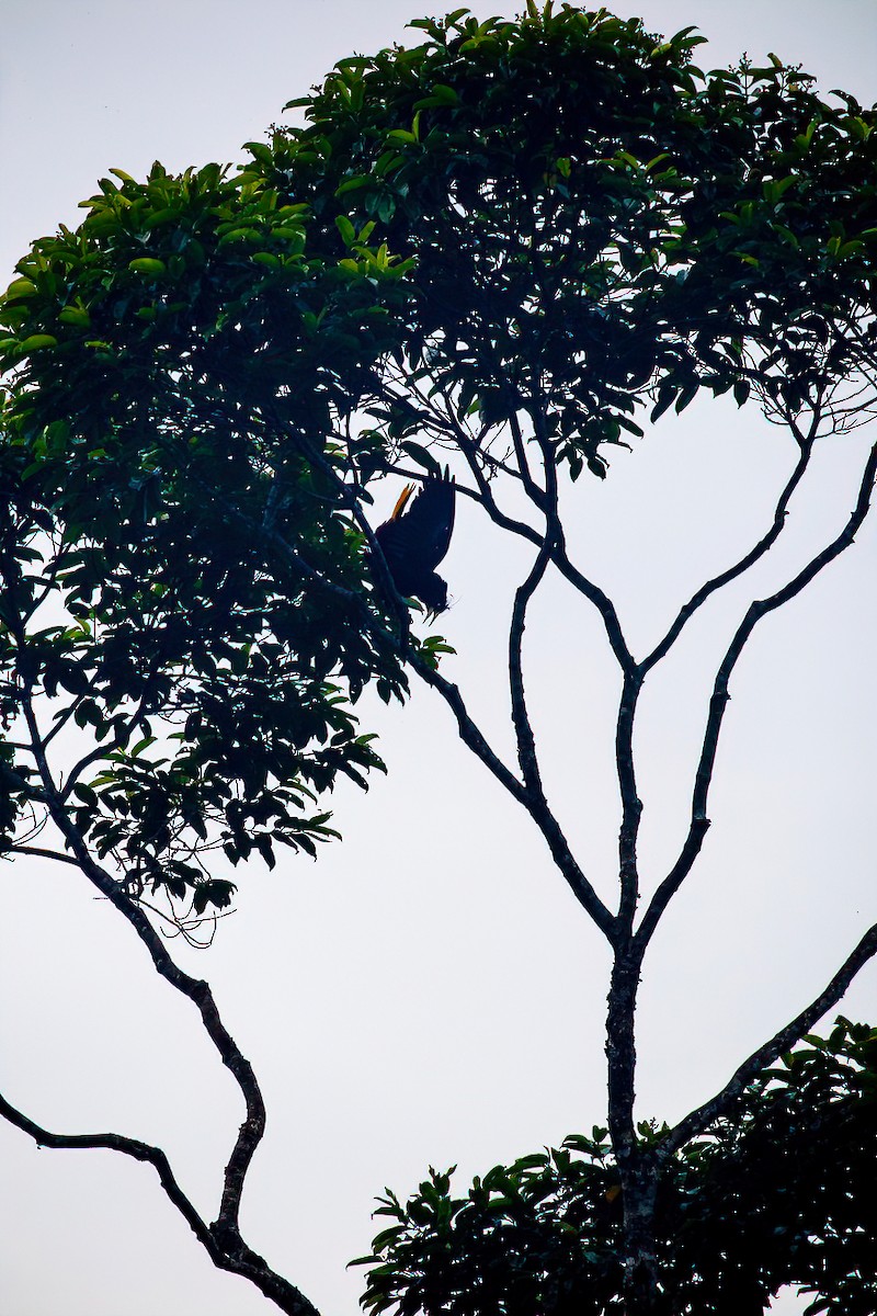 Crested Oropendola - ML638079100