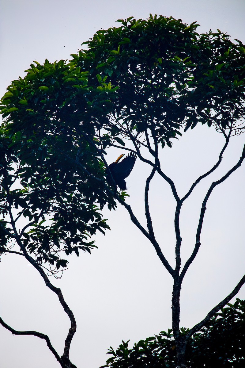 Crested Oropendola - ML638079101