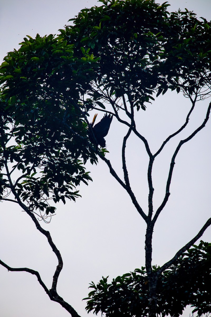 Crested Oropendola - ML638079102