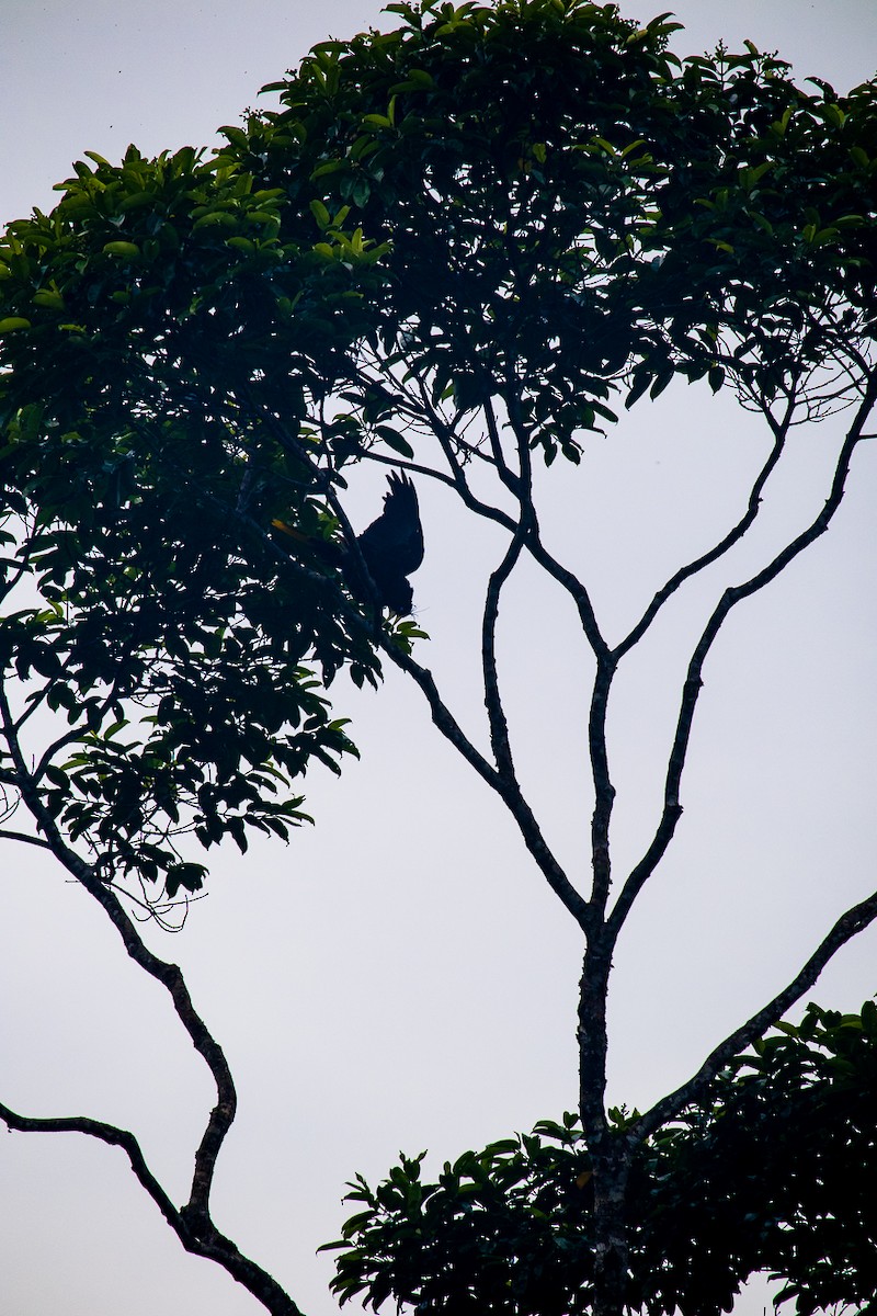 Crested Oropendola - ML638079103