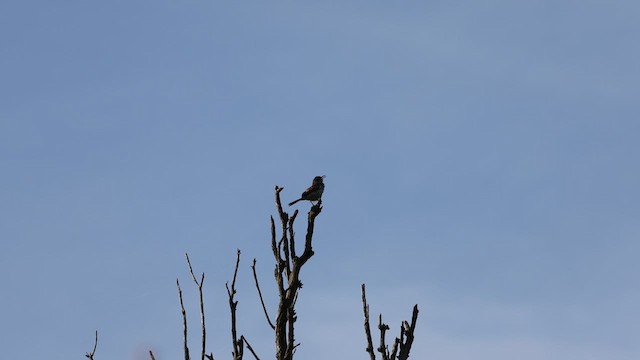 Boucard's Wren - ML638079109