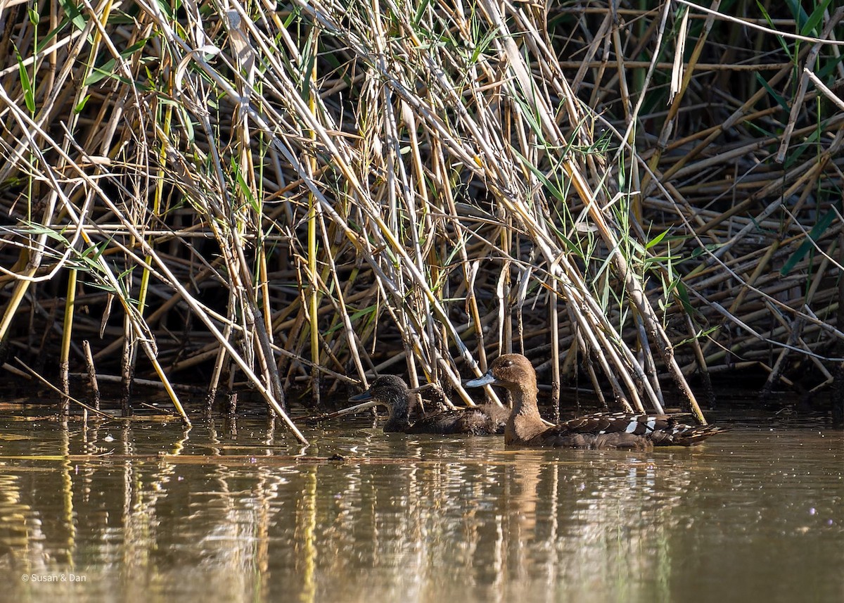 African Black Duck - ML638079118