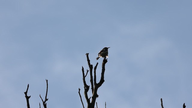 Boucard's Wren - ML638079121