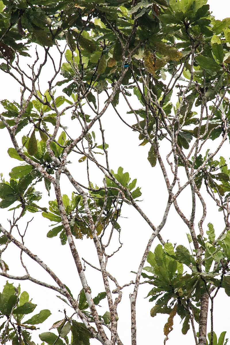 Paradise Tanager - ML638079122