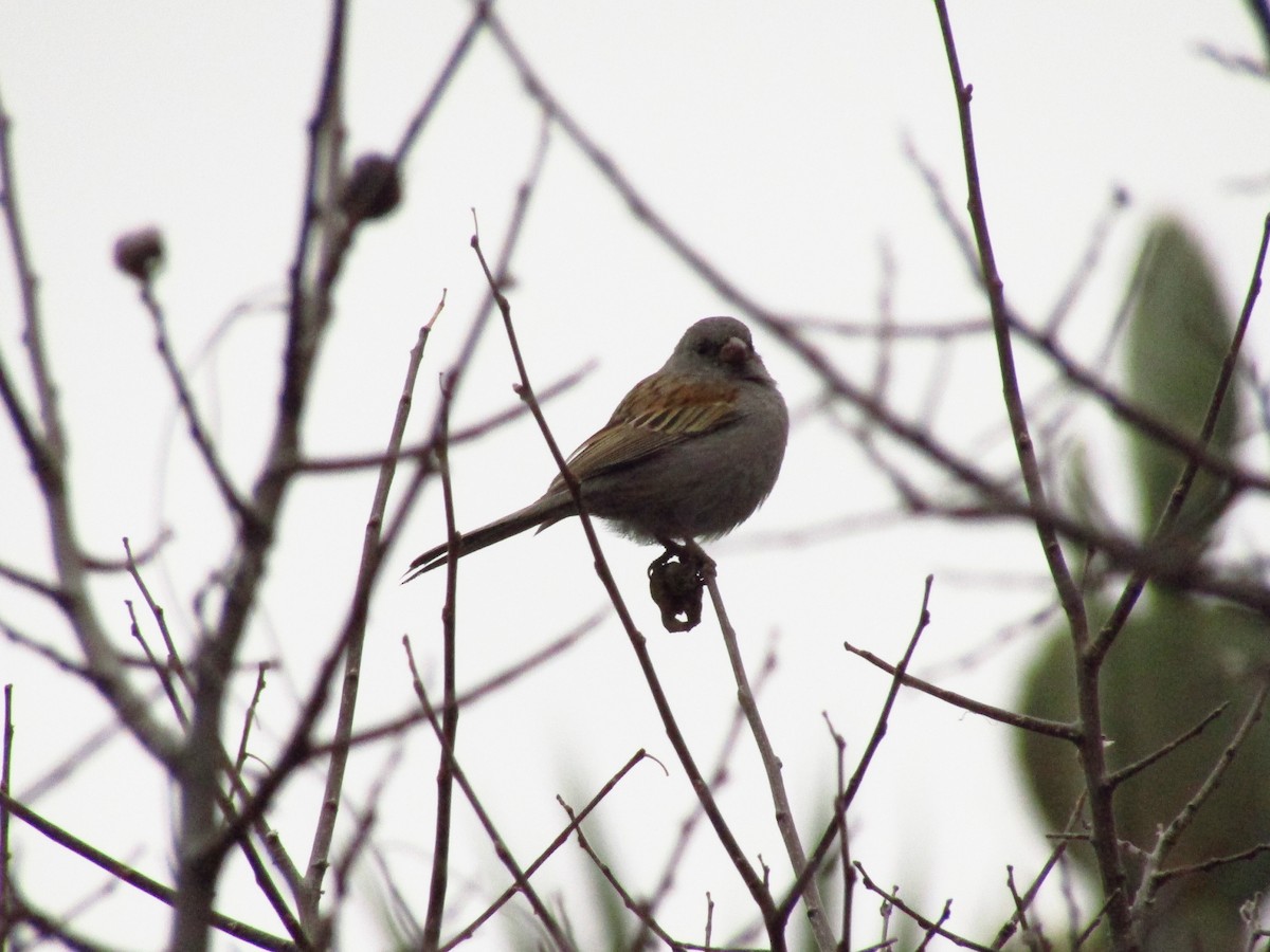 Black-chinned Sparrow - ML638079135