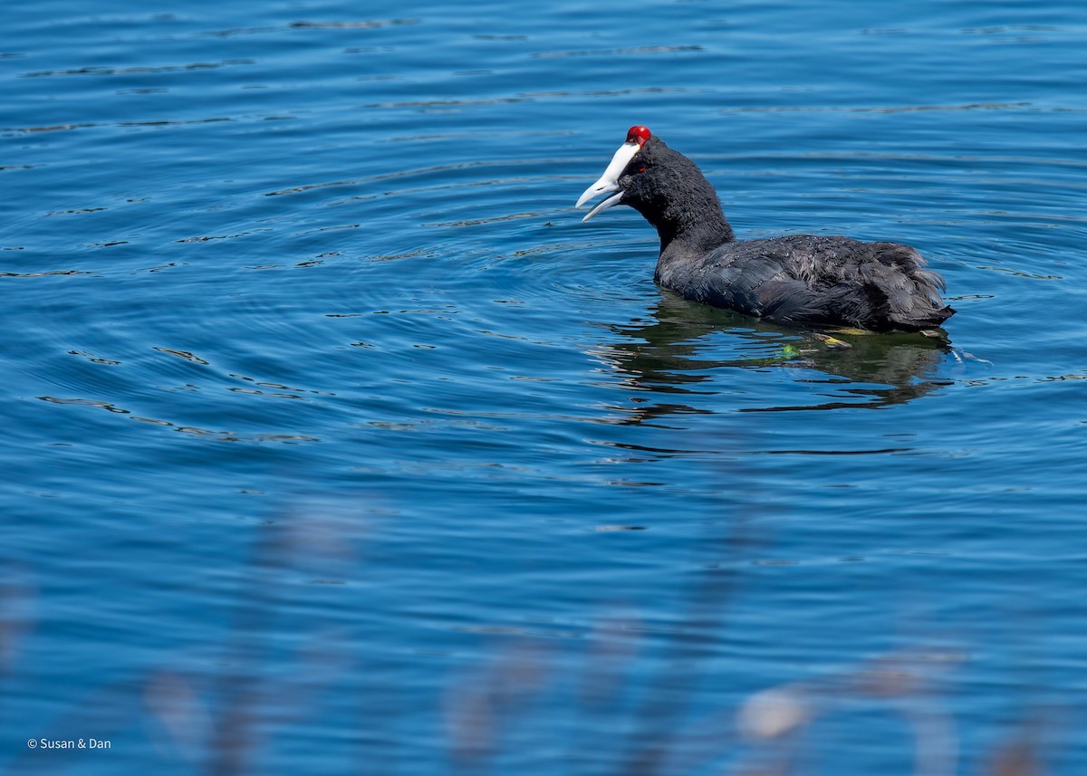 Red-knobbed Coot - ML638079164