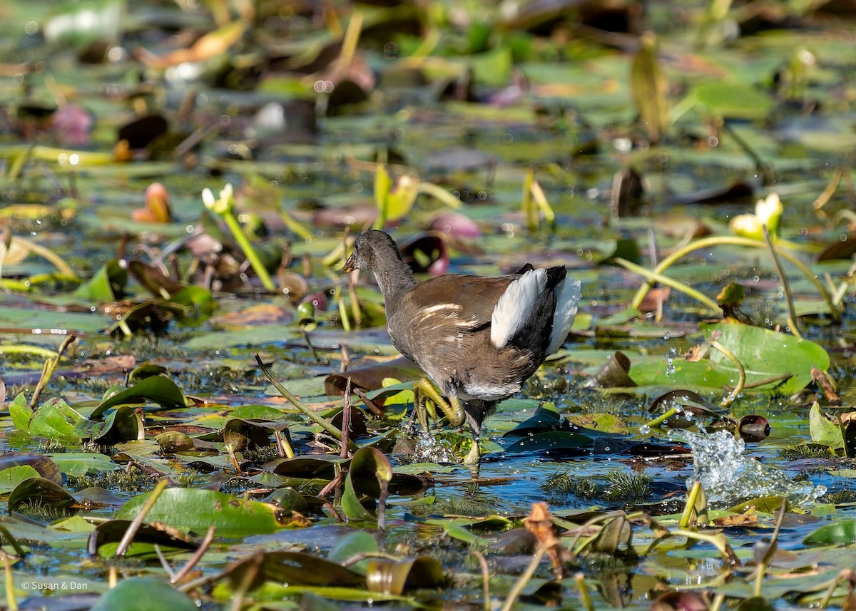 Eurasian Moorhen - ML638079172