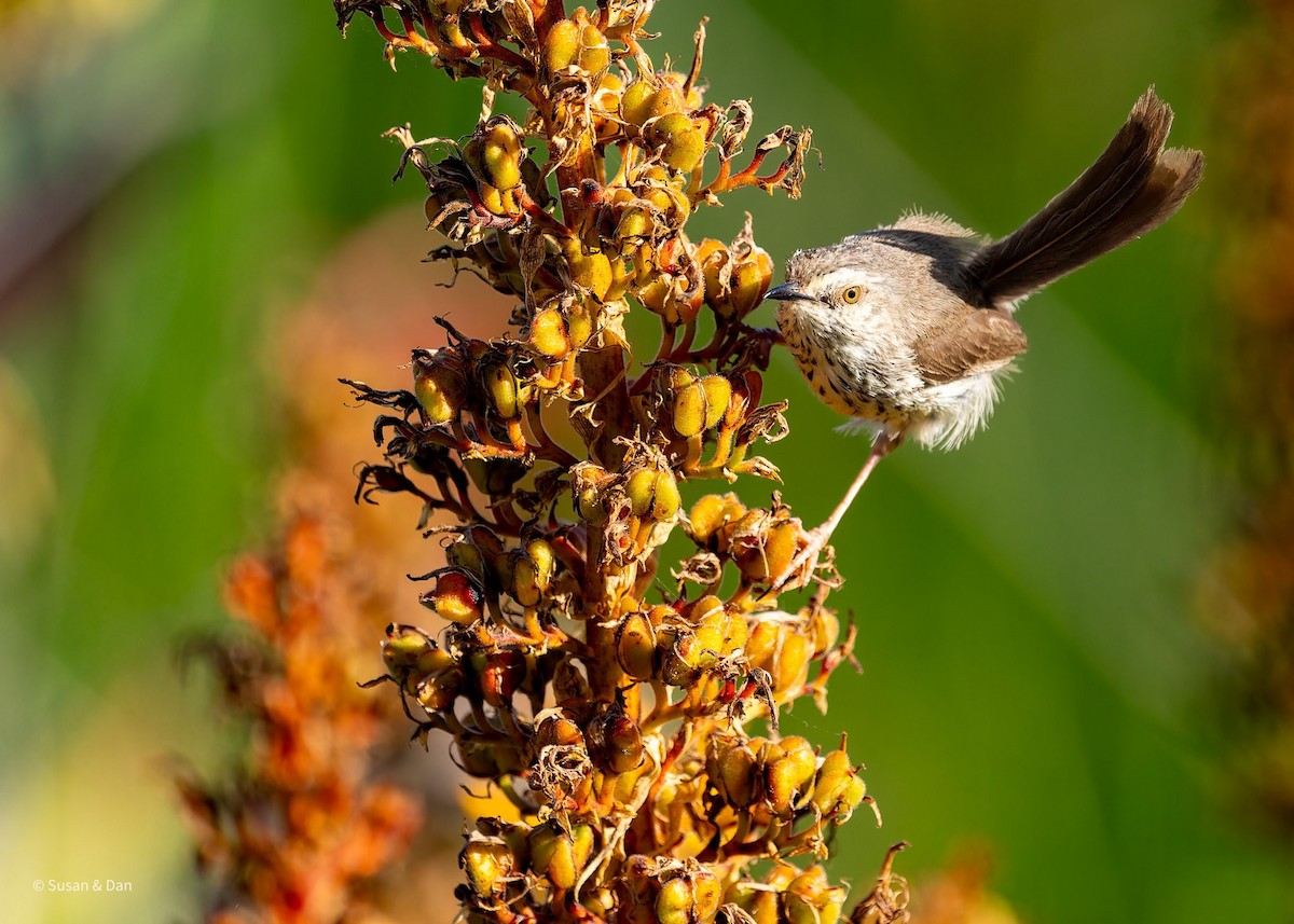 Karoo Prinia - ML638079175