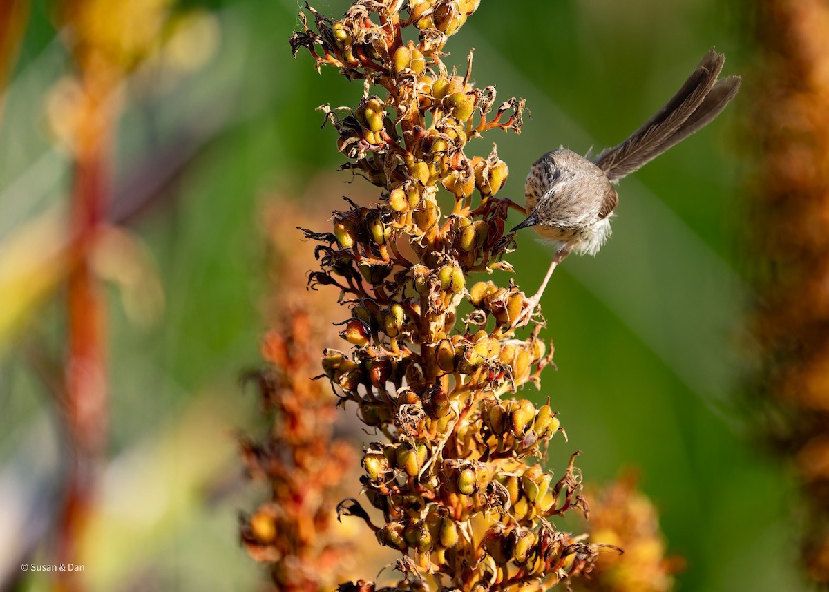 Karoo Prinia - ML638079177