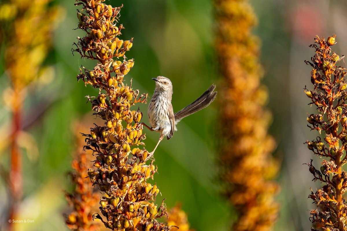 Karoo Prinia - ML638079178