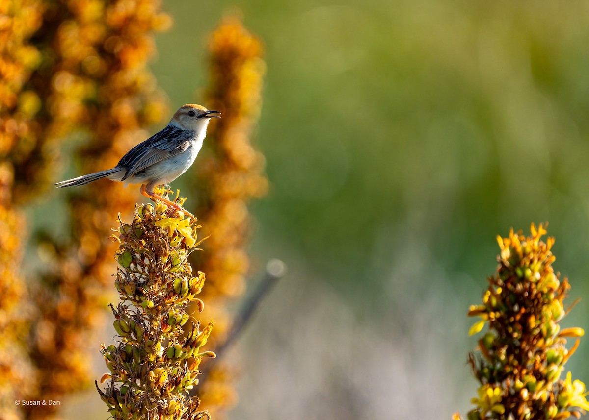 Levaillant's Cisticola - ML638079183
