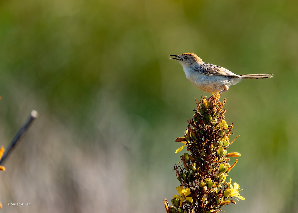 Levaillant's Cisticola - ML638079185