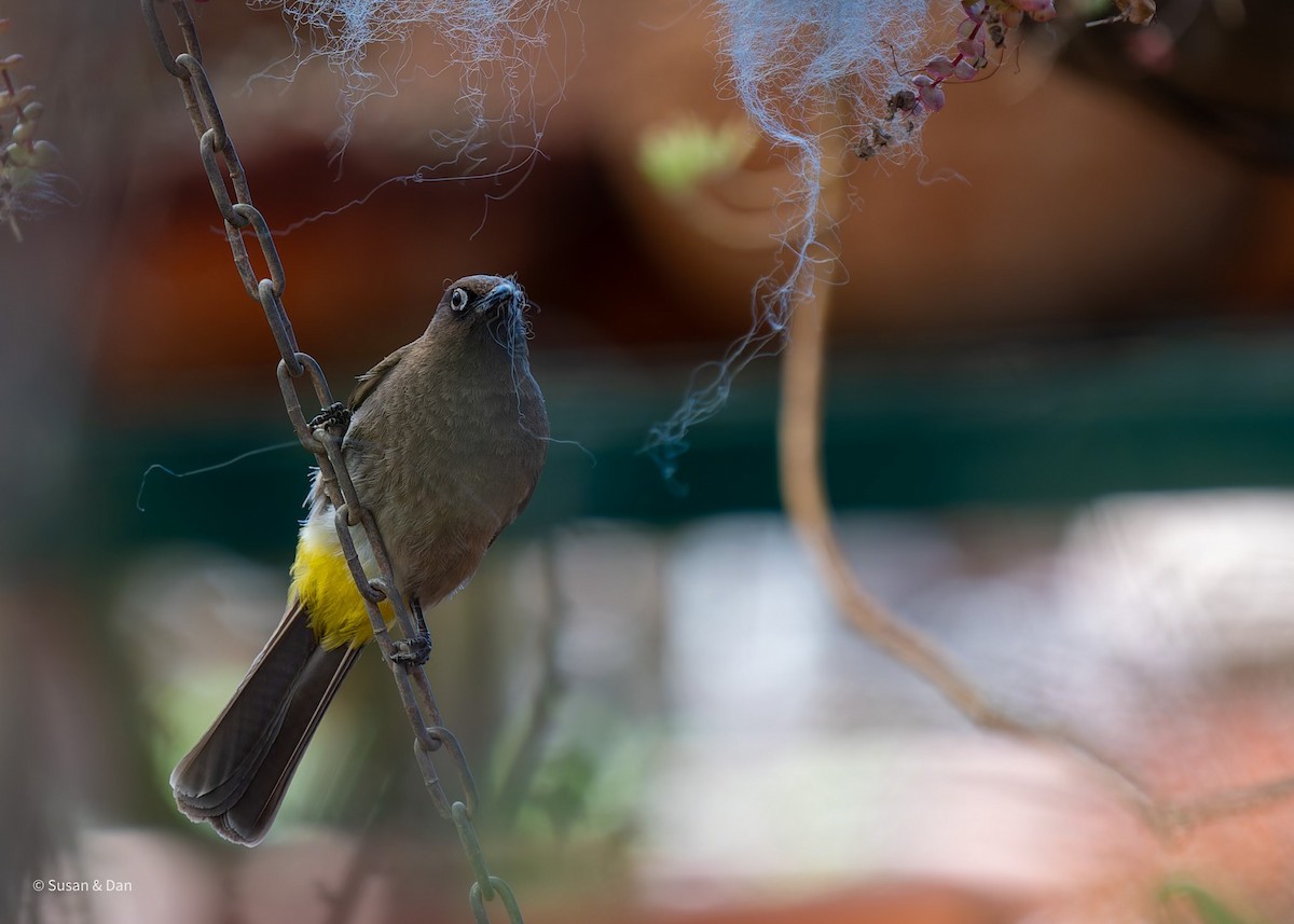 Cape Bulbul - ML638079191